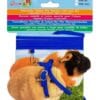 Guinea pig harness – safe and adjustable harness for small pets