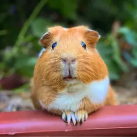 Guinea pig