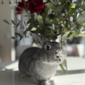 Rabbit