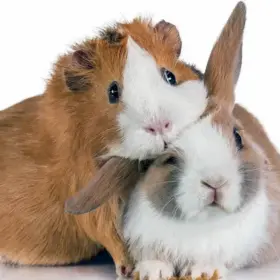 Grooming