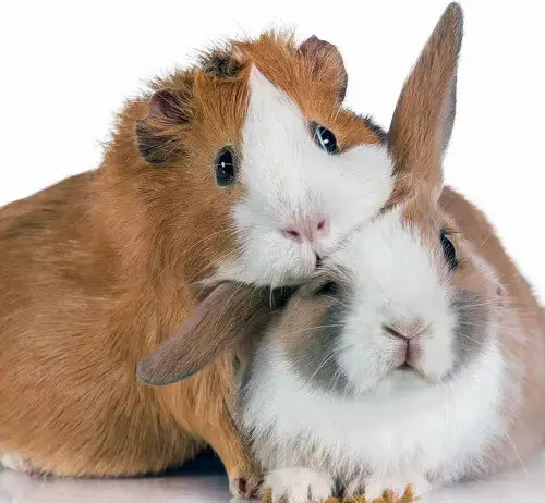 Grooming