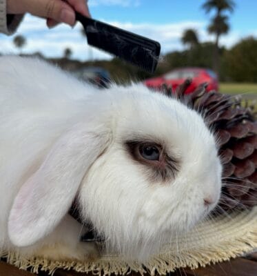 Grooming