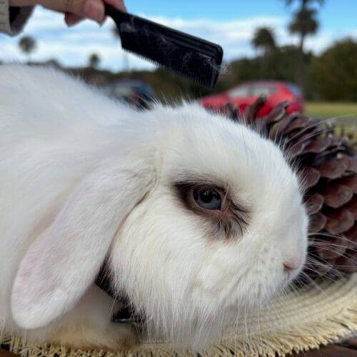 Grooming