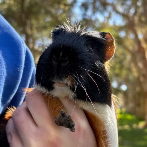 Guinea pig
