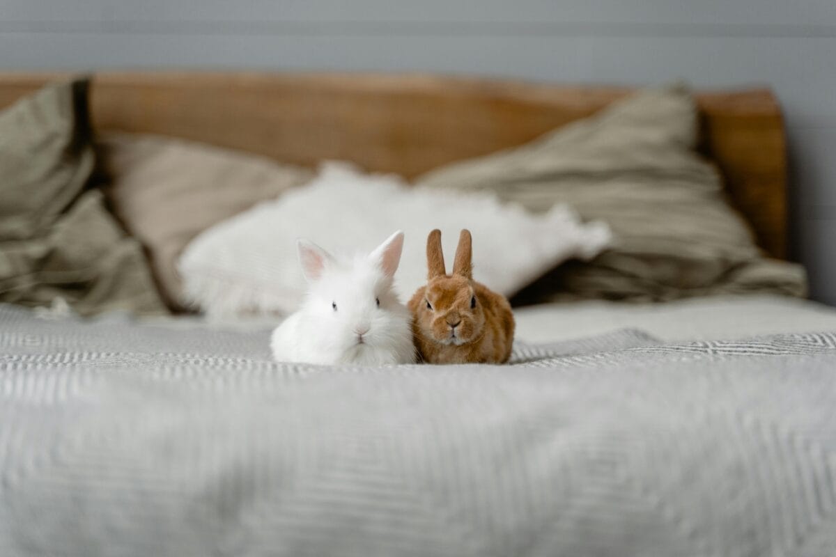 Litter for Rabbits & Guinea Pigs