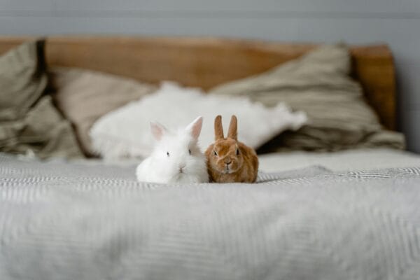Litter for Rabbits & Guinea Pigs