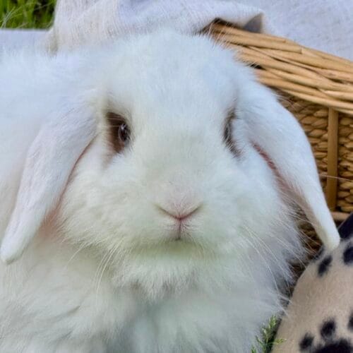 Rabbit