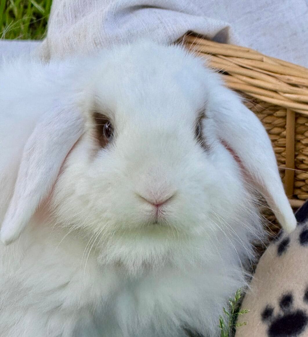 Rabbit