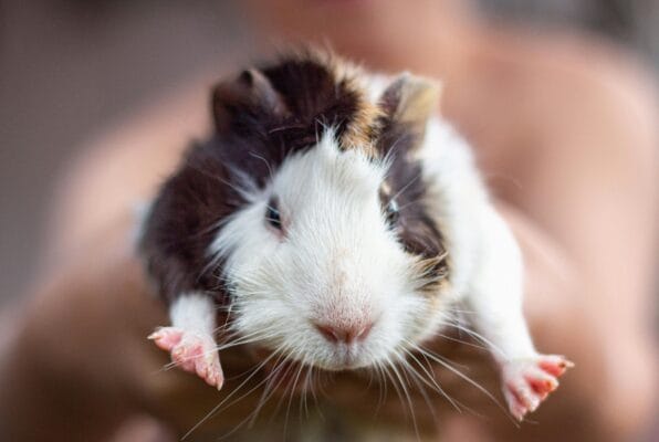 Rabbits and Guinea Pigs Need a Salt Lick Stone for Better Health