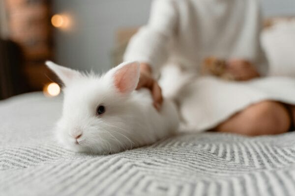 Rabbit Care Tips for Beginners: How to Keep Your Bunny Happy & Healthy