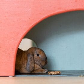 calm bunny resting on mat