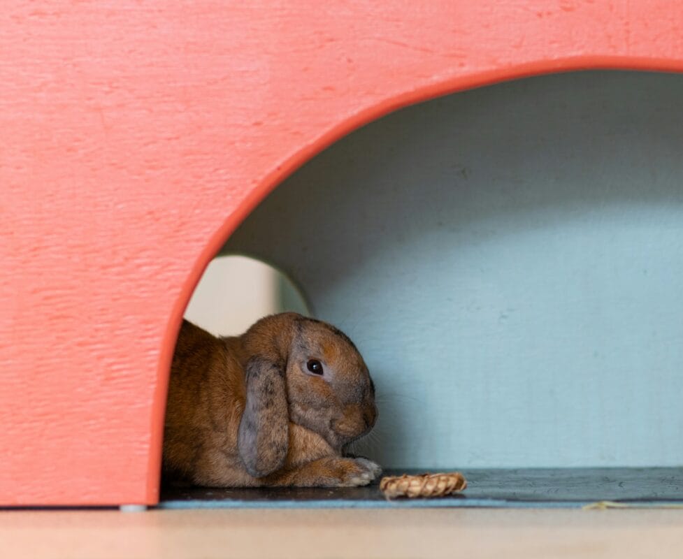calm bunny resting on mat