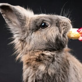 can rabbits eat bananas