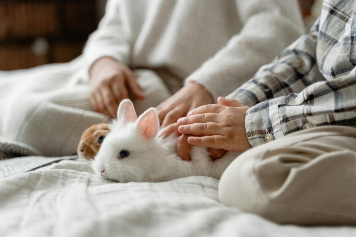 White rabbit relaxing in a calm, sunlit home - the perfect cosy habitat for bunnies in Australia.