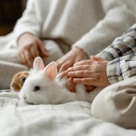 White rabbit relaxing in a calm, sunlit home - the perfect cosy habitat for bunnies in Australia.