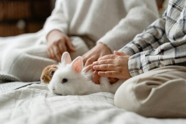 White rabbit relaxing in a calm, sunlit home - the perfect cosy habitat for bunnies in Australia.
