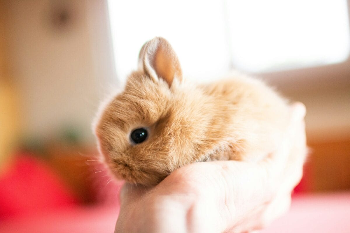 orphaned baby rabbits