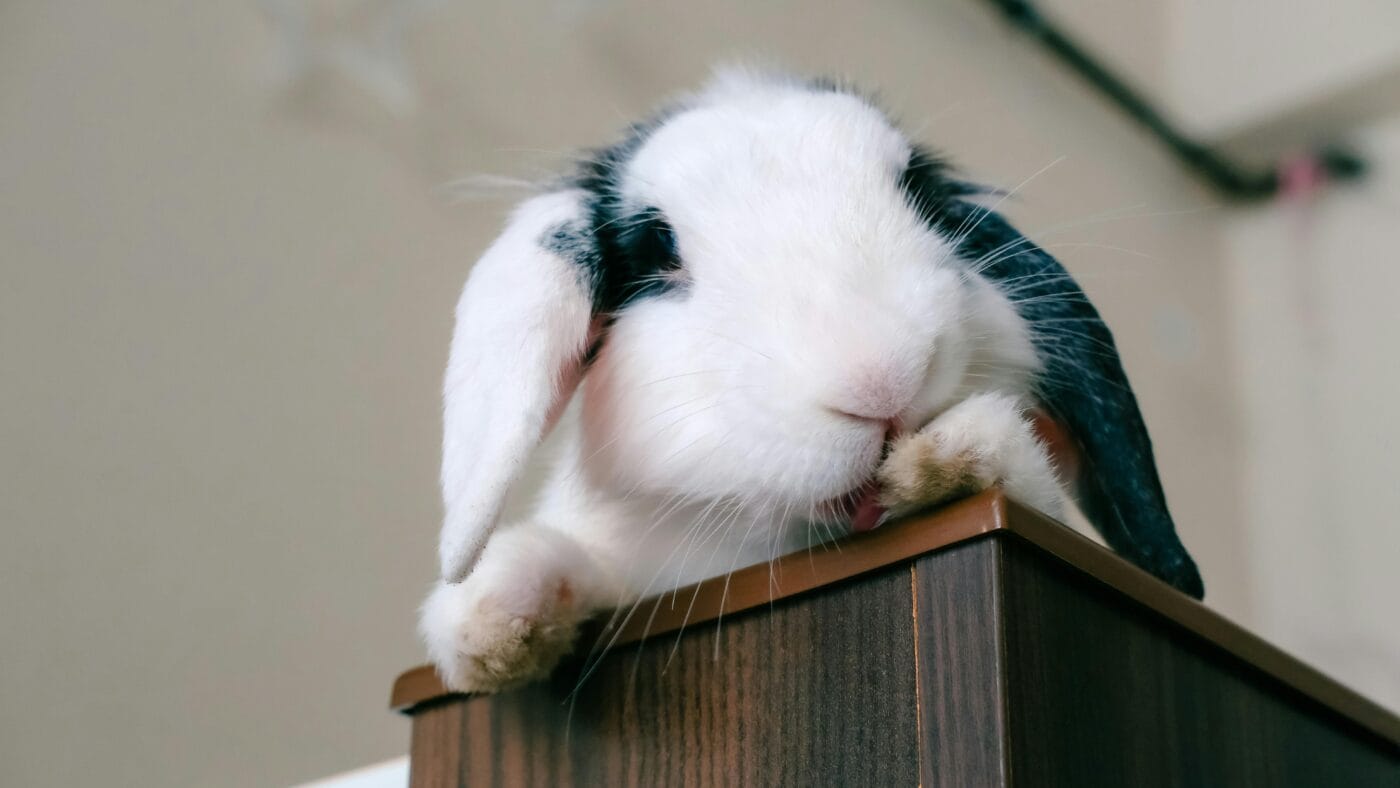 ndoor vs outdoor rabbits comparison showing safe indoor housing setup in Australia