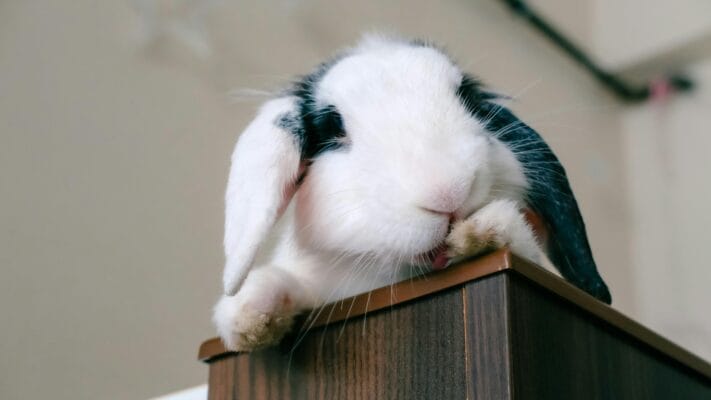 ndoor vs outdoor rabbits comparison showing safe indoor housing setup in Australia