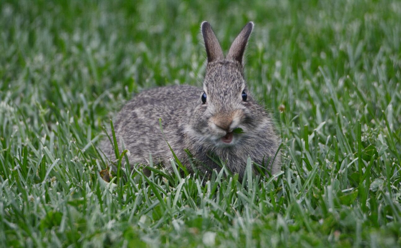 Common rabbit diseases healthy bunny showing normal behavior for comparison