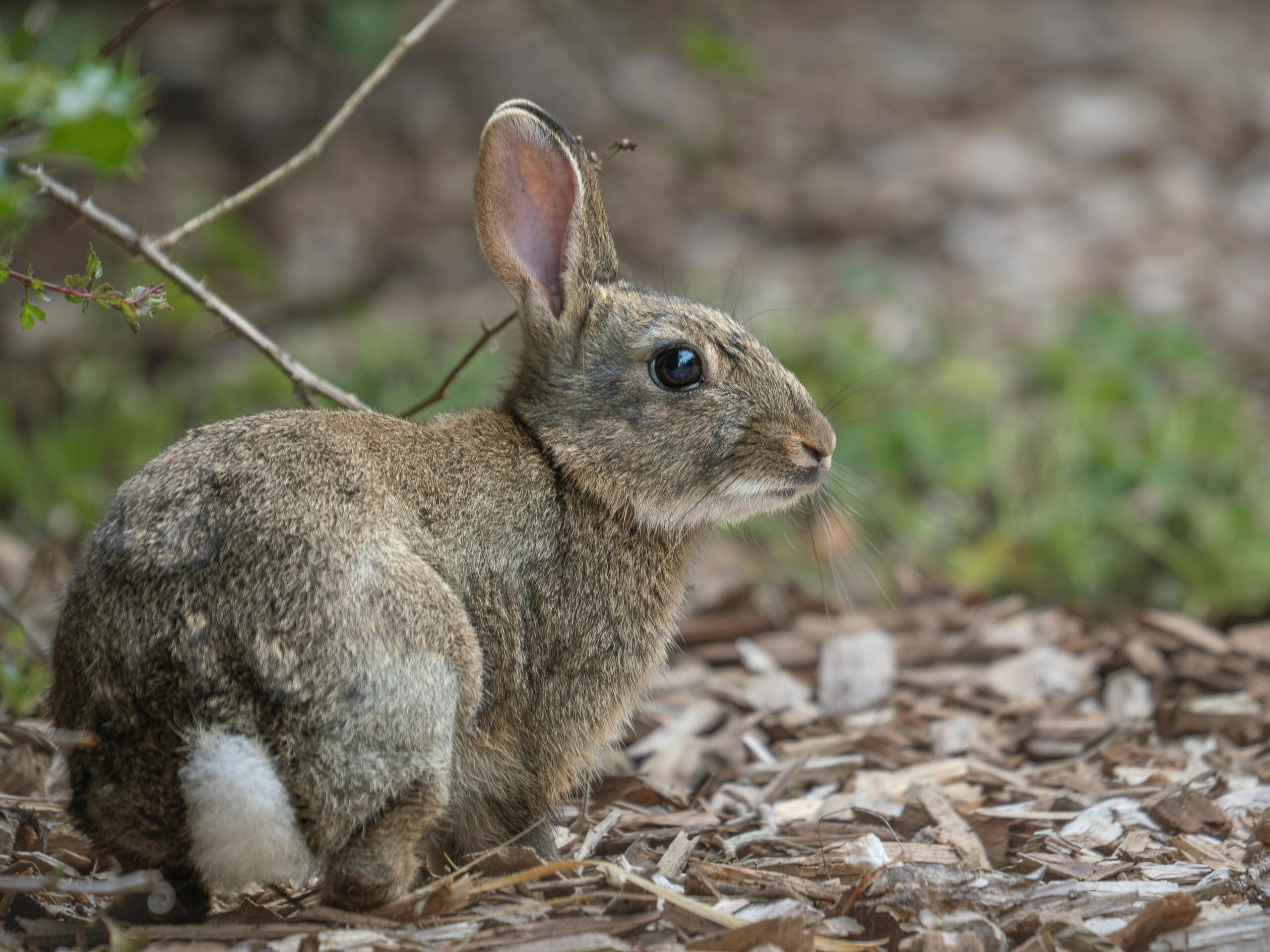 Safe Bedding for Guinea Pigs and Rabbits