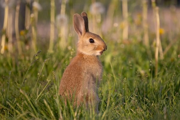 Rabbit outdoor enclosure safe for Australian climate