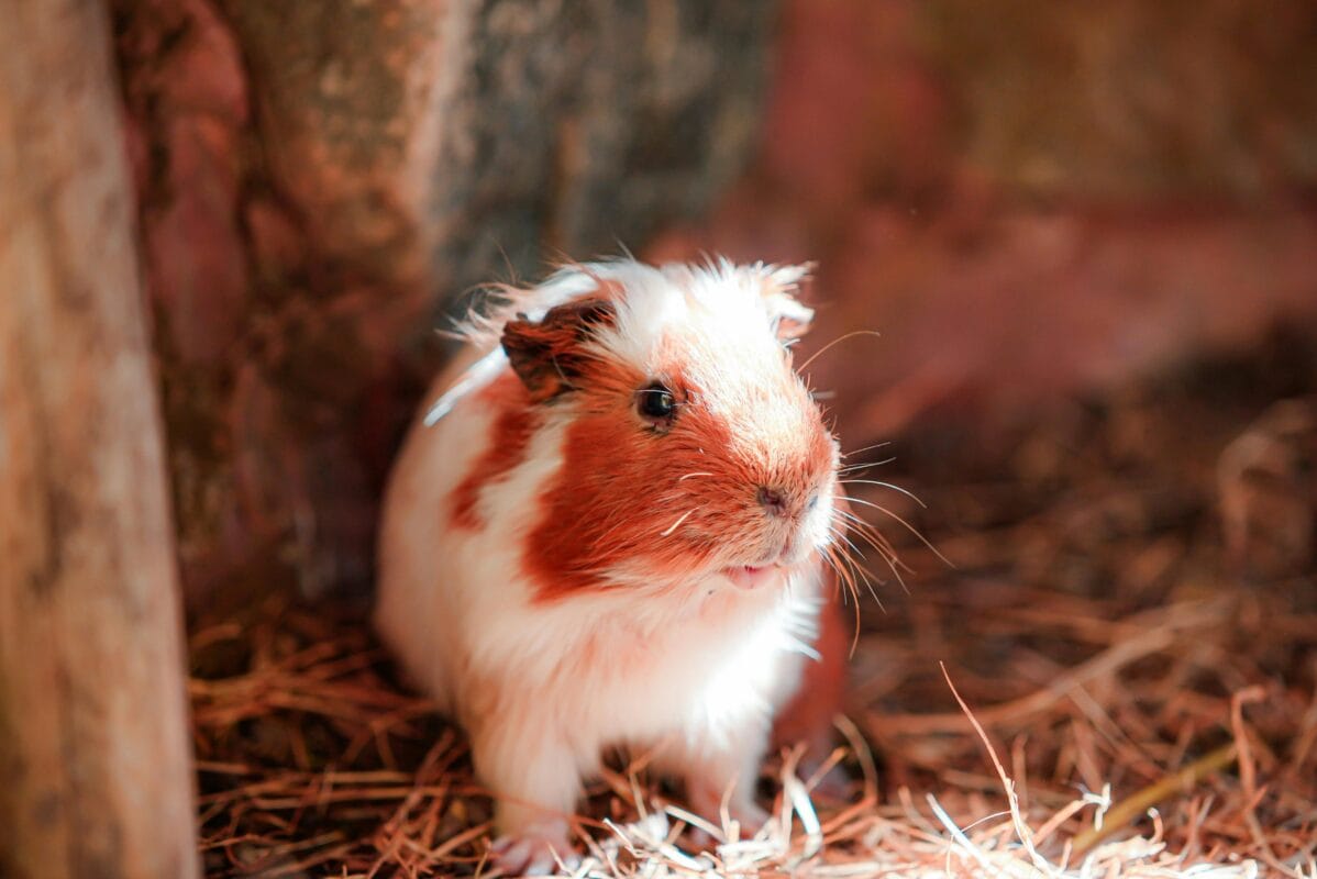 A Guide to Helping Your Cavy Thrive