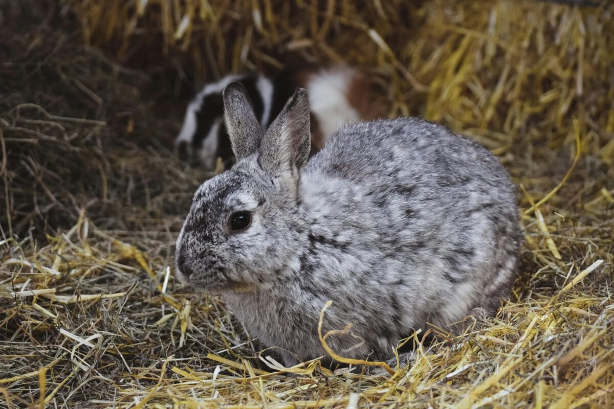 Paper rabbit bedding for indoor bunny enclosure