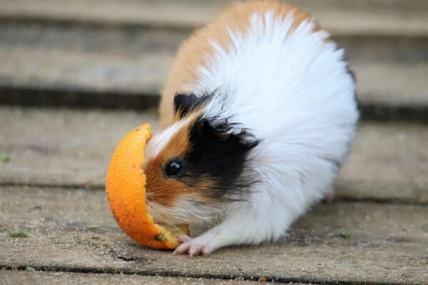 Guinea pig playing with tunnel toy enrichment