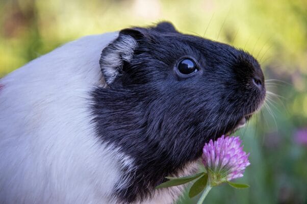 Fleece liner guinea pig bedding in cage