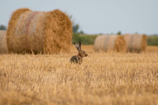 Rabbit chewing on natural hay mat for rabbits