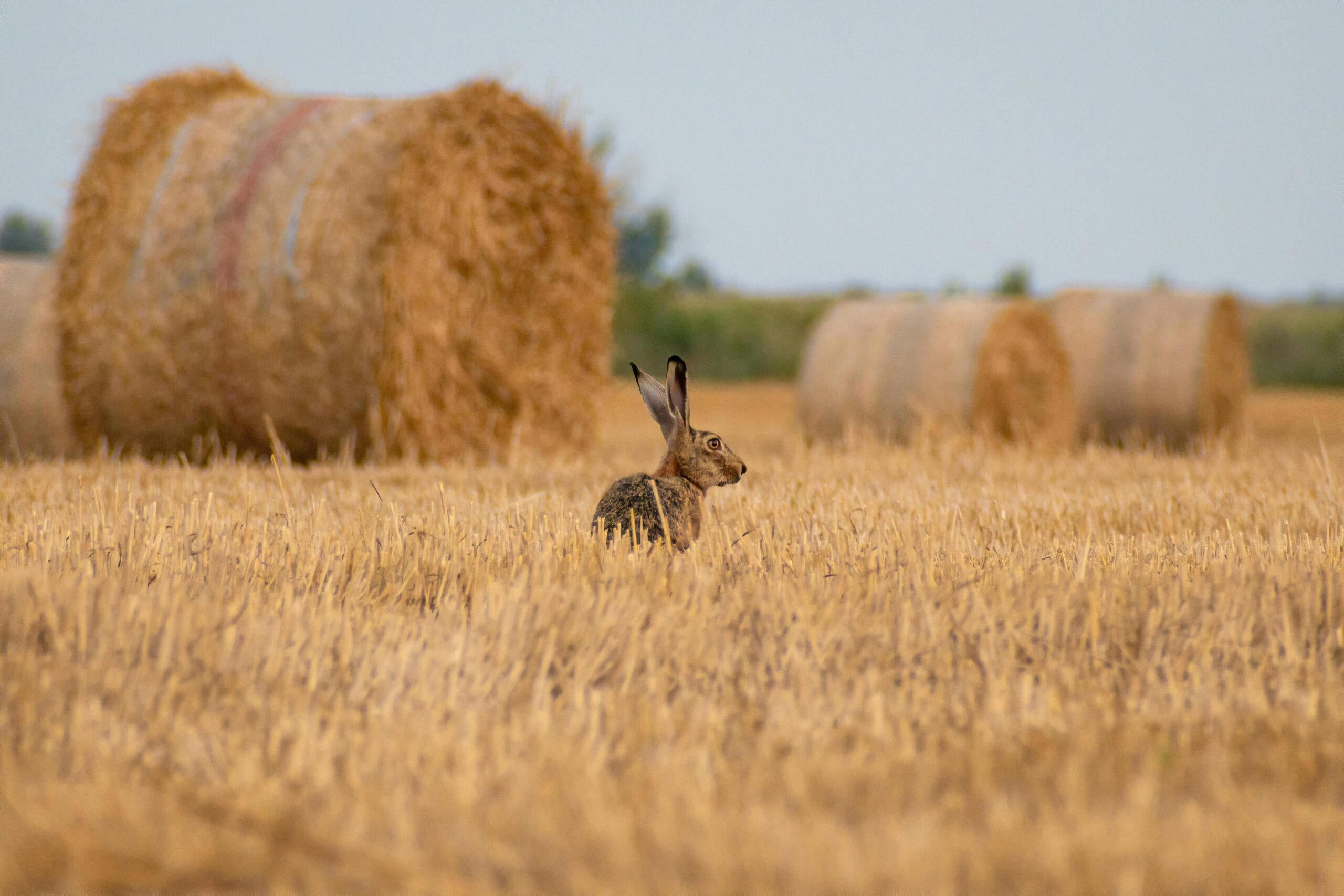 Rabbit chewing on natural hay mat for rabbits
